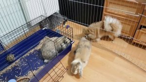 ЧТО ЗА ТАНЕЦ? Знакомство КРОЛИКОВ. Кот наблюдает / Галчата тв