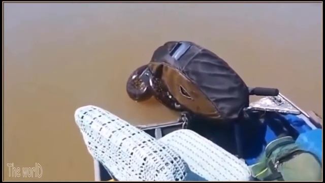 Giant Anaconda Snake, Python Snake Sucuri HD смотреть онлайн