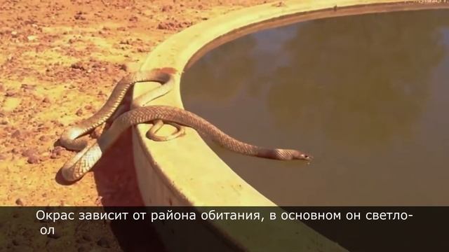 Тайпан - самая ядовитая и опасная змея Австралии. Интересные факты о существе, опаснее Кобры