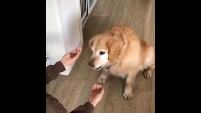 Смешная Реакция Собак И Кошек На Лазерные Указки смотреть онлайн