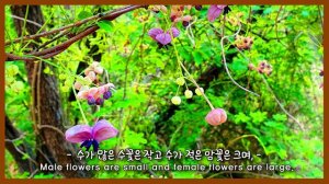 야생화의신비 56편 으름덩굴Mystery of Wildflowers Episode 56#들꽃wild flower#토종 야생화native wildflowers# 우리꽃