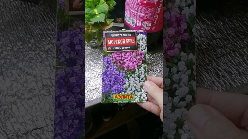 Всходы Черноголовки с ВАЛДБЕРИС #сад #цветы #дача #огород #астрахань #садсвоимируками #garden