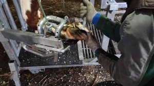 Станок для обрезки и обработки копыт у коров. Модель Бовем Вет СЭ-3.