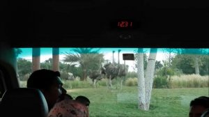 Dubai Safari Zoo Зоопарк Дубай Сафари حديقة حيوان دبي سفاري