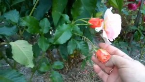 Роза Вестерленд в тренде! Замечательная роза для Сибири