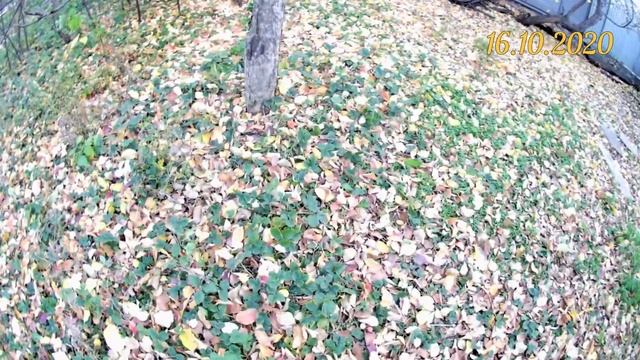 Лучший газон в саду. Какой газон выбрать? что посадить под деревьями и кустарниками на участке смотреть онлайн