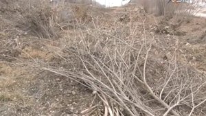 Административный штраф за незаконную вырубку деревьев