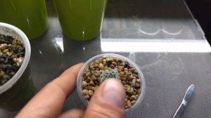 Размножения и укоренение деток хавортии,уход