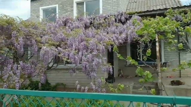 🌸Очень красивая красота природы🍃/Глицыния очень красивое растение /🍃🌺