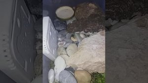 Как ухаживать за детёнышем прыткой ящерицы? Расскажу в этом видео! #ящерица #ЗооВид #уход