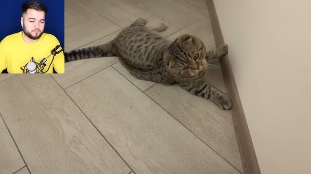 МУЛЬТЯШНЫЙ КОТ против МОЕГО КОТА в РЕАЛЬНОЙ ЖИЗНИ ?? Картун Кэт Vs Кот СНЯТЫЕ НА КАМЕРУ?SCP