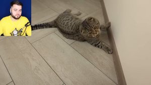 МУЛЬТЯШНЫЙ КОТ против МОЕГО КОТА в РЕАЛЬНОЙ ЖИЗНИ ?? Картун Кэт vs Кот СНЯТЫЕ НА КАМЕРУ?SCP