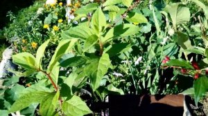 Вейгела Red Prince и Гортензия pinky winky