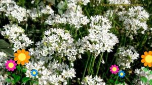 Лук душистый. Краткий обзор: Лук душистый описание характеристик, где купить саженцы allium odorum