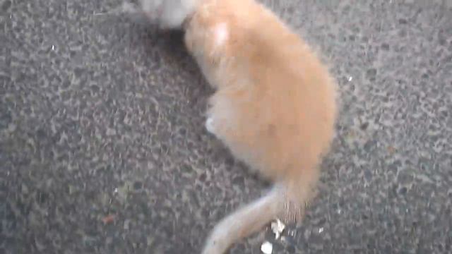 спасли котенка смотреть онлайн