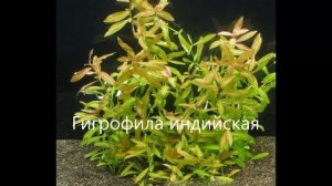 Гигрофила  - виды, особенности содержания. Hygrophila species, features of the content