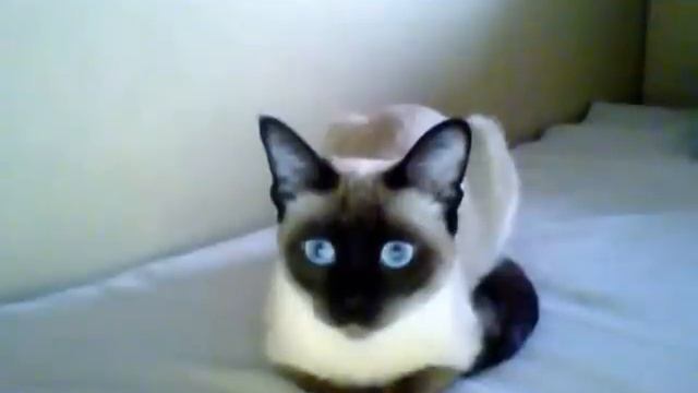 Сиамская кошка : D смотреть онлайн