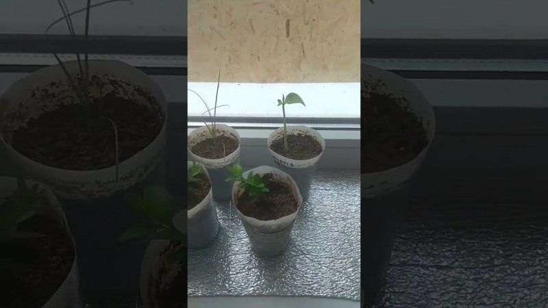 ХУРМА из косточки Реальность