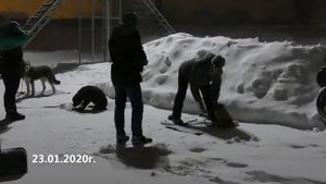 Померанский шпиц, дрессировка dogs, управляемая городская собака, шпиц на УГС, первое впечатление