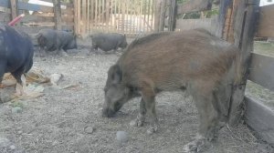 Дикие поросята очень быстро растут