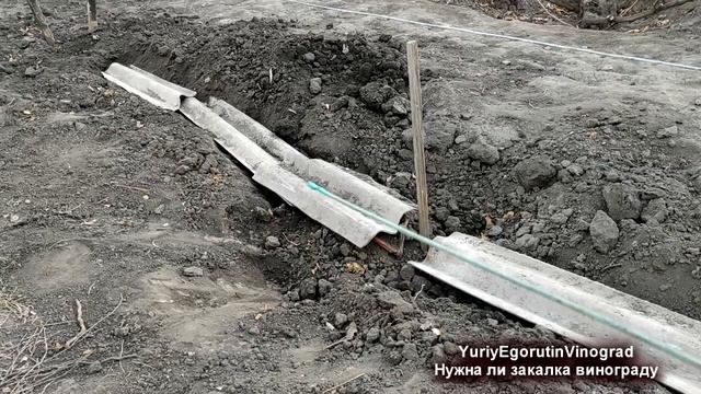 ? Никогда ТАК НЕ ДЕЛАЙ при УКРЫТИИ ВИНОГРАДА. Нужно ли ЗАКАЛЯТЬ ВИНОГРАД? Рерайтеры и виноград!