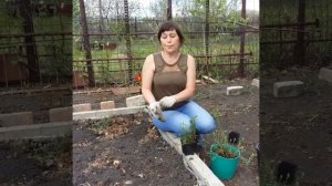 Посадка клюквы в открытый грунт