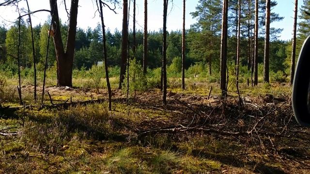 Хищная лесная птица. Сосновское, Павлово, озеро Рой. смотреть онлайн