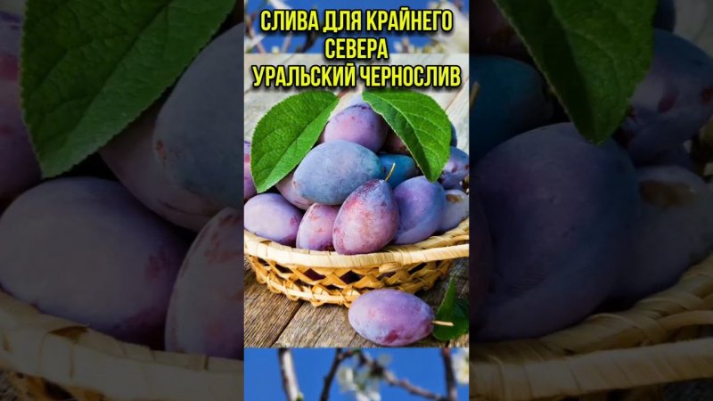 вкуснейшие сливы нашего ассортимента #сад #ассортимент #семенаисаженцы #дача