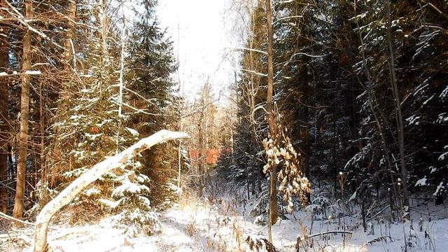 Сумбранец - рюкзак и скатерть самобранка. Пешая прогулка по лесу. смотреть онлайн