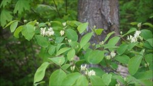 А на душе весна...видео Наталья Ильина муз.Сергей Грищук.mp4