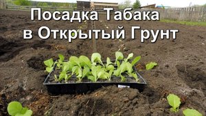Посадка рассады Курительного Табака в открытый грунт.
