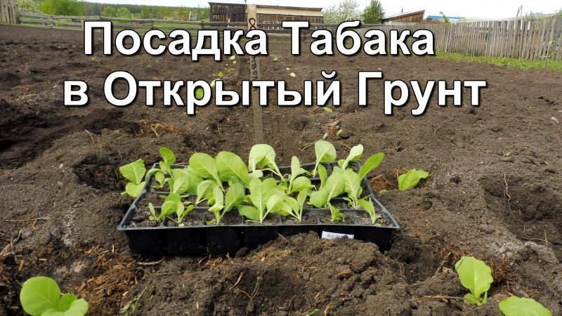 Высадка табака в грунт. Посадка рассады табака в открытый грунт. Посадка табака в открытый грунт. Посадка рассады табака в открытый грунт. Посадка рассады табака в открытый грунт.