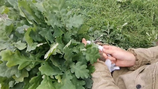 Дубовые веники для бани. Деревня, дружные соседи?✌️#деревня #дуб ?#веник? #домахорошо ? смотреть онлайн