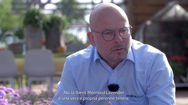 Iberis Mermaid Lavender (it) - Syngenta Flowers смотреть онлайн