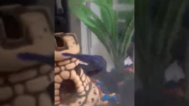 Ура!!! У меня появилась рыбка смотреть онлайн