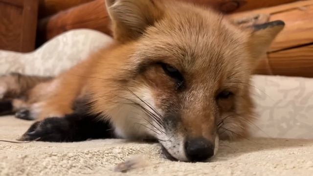 Алиса - лиса. Диванная краса смотреть онлайн