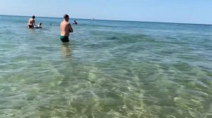 Дельфины приплыли на пляж к отдыхающим в Анапе