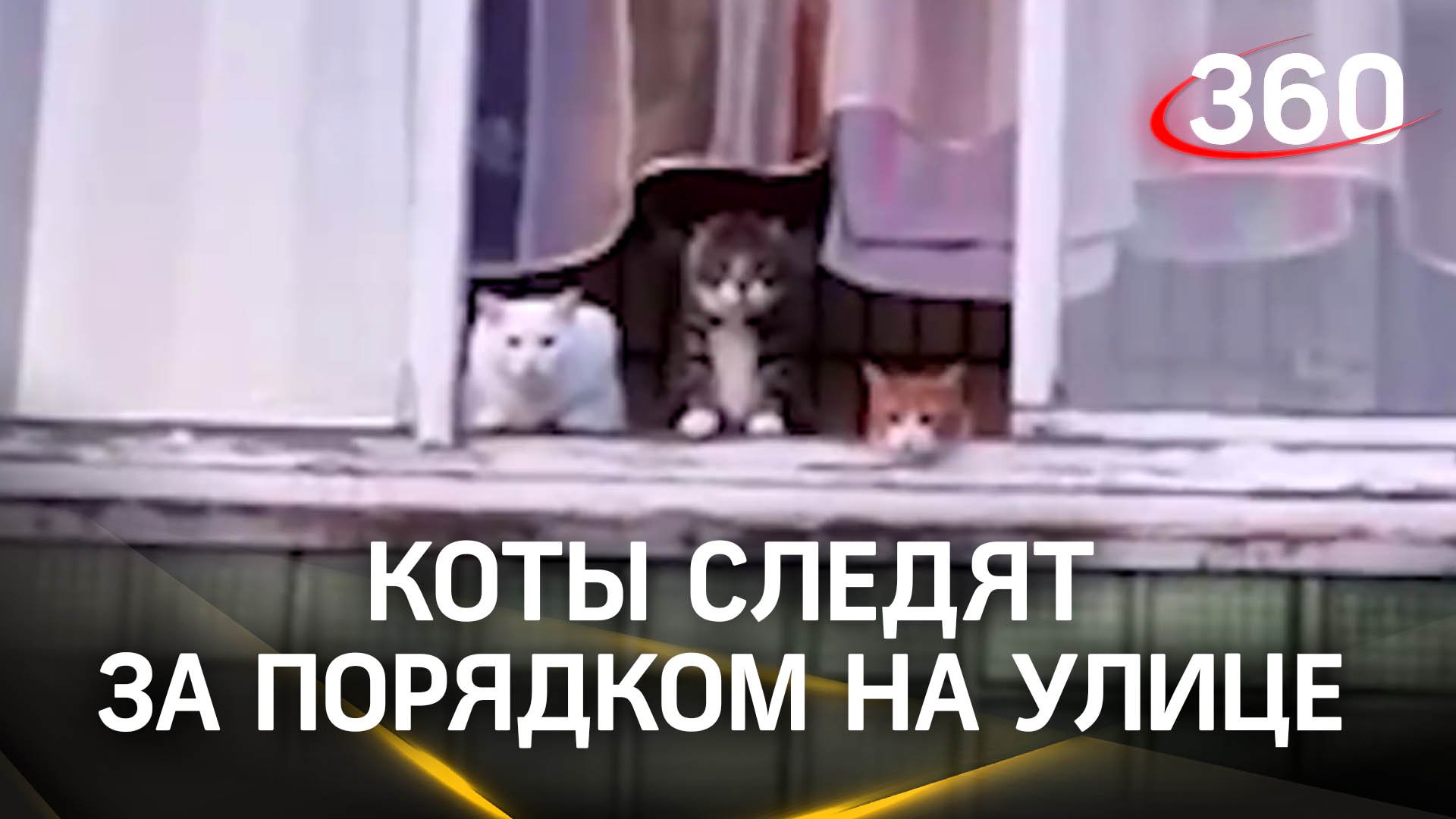 Котовые-городовые на страже спокойствия целой улицы - бдительность не теряют в любое время суток