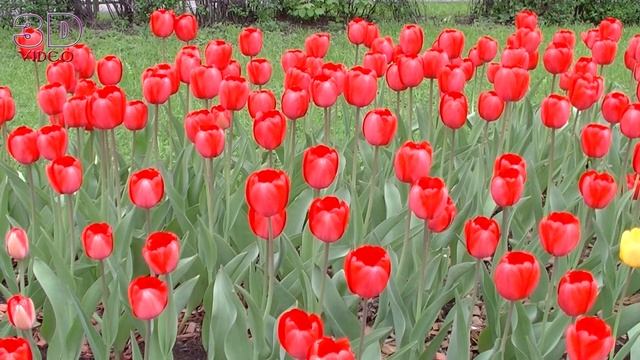 Весенние цветы. Как распускаются Тюльпаны.