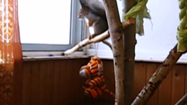 Писк белки смотреть онлайн