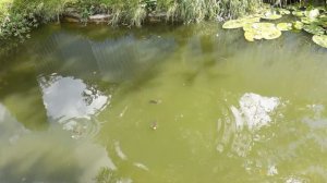 Реакция рыбы на собачий корм