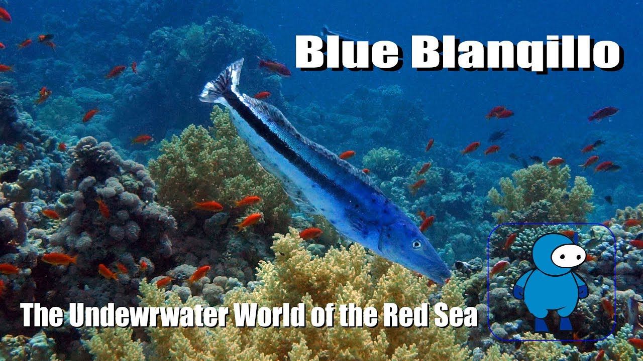 Blue Blanqillo или синий малакант смотреть онлайн