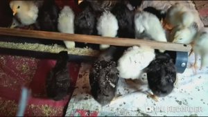 кормушка для цыплят по быстрому