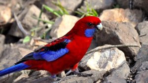 Розелла - интересные факты