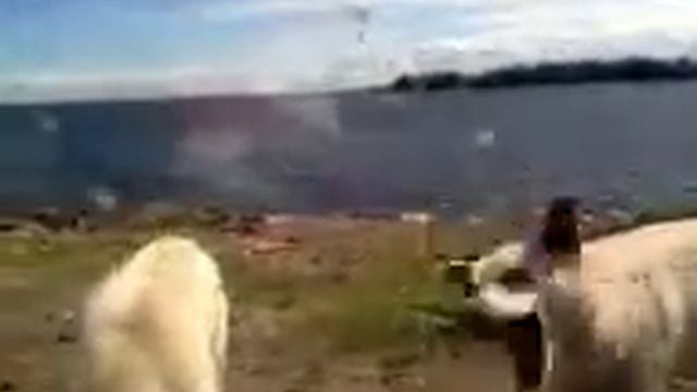 голодные бездомные собачки мама и её подросшие щенки смотреть онлайн