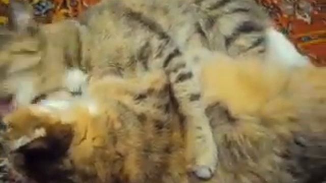 Кошка Ромашка заставила Подушку мыться