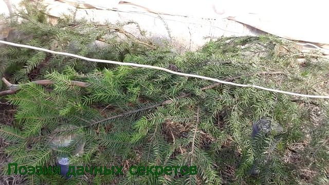 Виноград в теплице. Пробуждение после зимы. смотреть онлайн