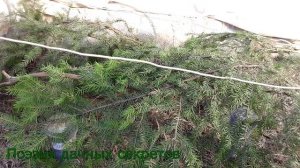 Виноград в теплице. Пробуждение после зимы.