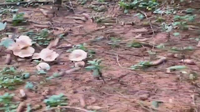 Марьям оказалась в таинственном лесу #youtube #video #tiktok #youtubevideo #лес #прогулка смотреть онлайн