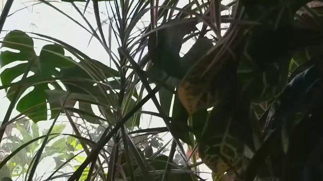 Выращиваю комнатные цветы. Размножаю пальму Драцену методом черенкования (продолжение). Мои секреты смотреть онлайн